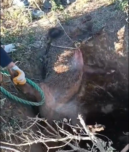 D&uuml;şt&uuml;ğ&uuml; &ccedil;ukurda mahsur kalan yaban domuzunu vatandaşlar kurtardı
