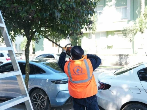 D&uuml;zce Belediyesi ağa&ccedil;ları bahara hazırlıyor
