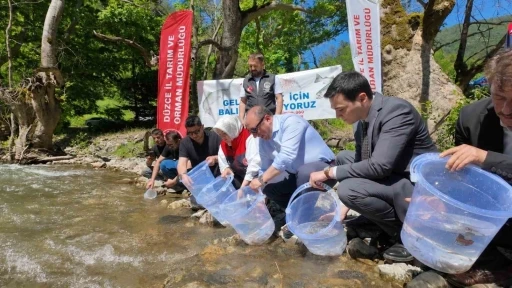 D&uuml;zce&rsquo;de 7 bin 500 kırmızı benekli alabalık yavrusu sularla buluştu
