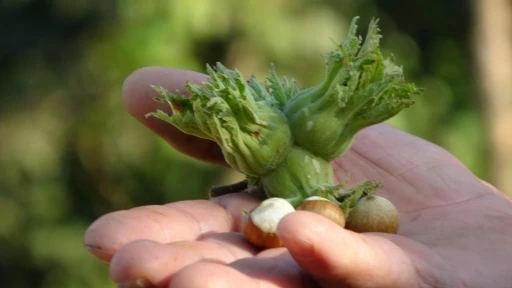 D&uuml;zce&rsquo;de fındık ihra&ccedil; rakamları ge&ccedil;en yılın gerisinde kaldı

