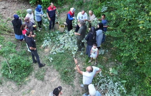 D&uuml;zce&rsquo;de ıhlamur hasadı başladı
