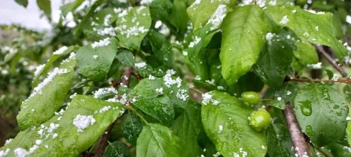 Düzce’de nisan karı: Eriğin üzerine kar yağdı
