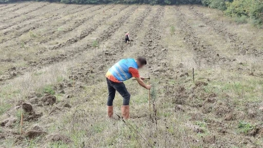 Düzce’de yanan orman alanları &quot;Adalet Ormanı&quot; ile yeniden yeşerecek
