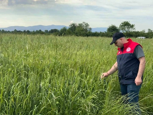 D&uuml;zce&rsquo;de yem bitkileri ekili alanlar denetlendi
