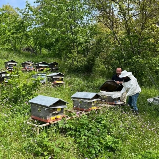 D&uuml;zce&rsquo;de yıllık 502 ton &uuml;retiliyor
