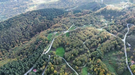 Düzce ormanlarında &quot;renk cümbüşü&quot; yaşanıyor
