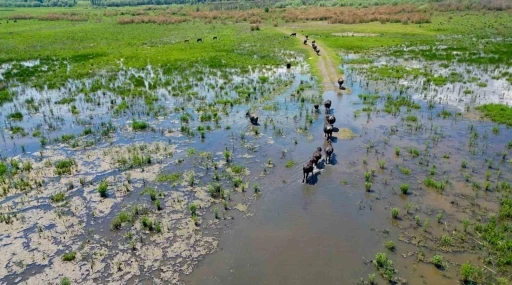 Eber G&ouml;l&uuml;&rsquo;nde oluşan manzara Serengeti Parkı&rsquo;nı aratmadı
