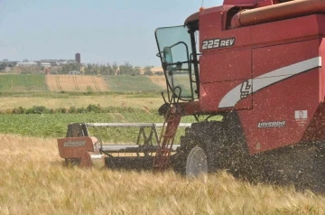 Edirne’de arpa hasadı başladı
