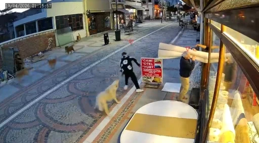 Edirne&rsquo;de başıboş k&ouml;pek saldırısı: 19 yaşındaki gen&ccedil; yaralandı
