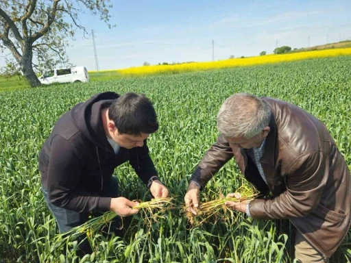 Edirne&rsquo;de buğday ekili alanlarda hastalık uyarısı
