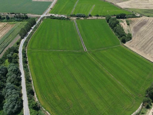 Edirne&rsquo;de &ccedil;eltiğe su bereketi: Rekolte 400 bin tonu aşacak
