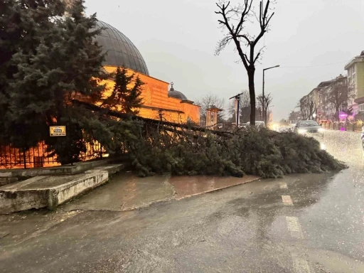 Edirne&rsquo;de fırtına ağa&ccedil;ları devirdi
