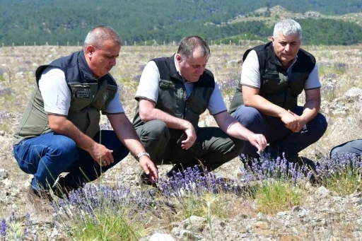 Edremit&rsquo;te eski maden sahası lavanta kokulu bal ormanına d&ouml;n&uuml;şt&uuml;
