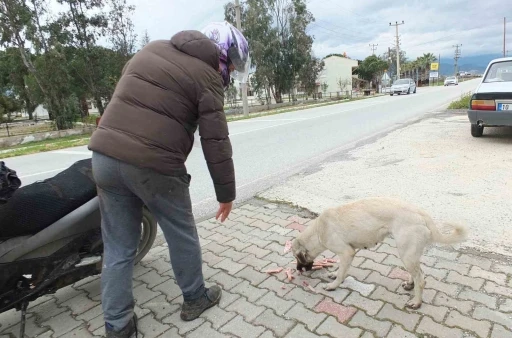 Edremitli gen&ccedil; 5 yıldır sokak k&ouml;peklerini besliyor
