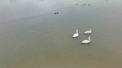 Efteni G&ouml;l&uuml; kuğuları misafir etti
