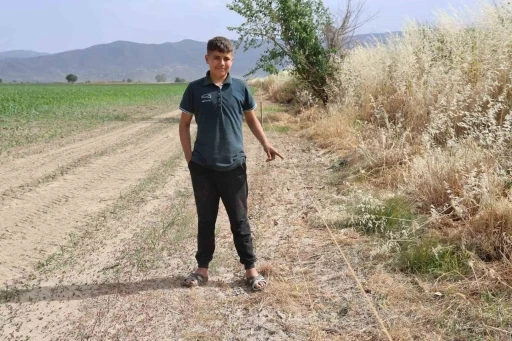 Ege’de domuz sorunu artarak devam ediyor
