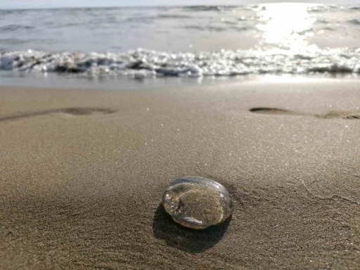 Ege kıyılarında denizanaları sahile vurdu
