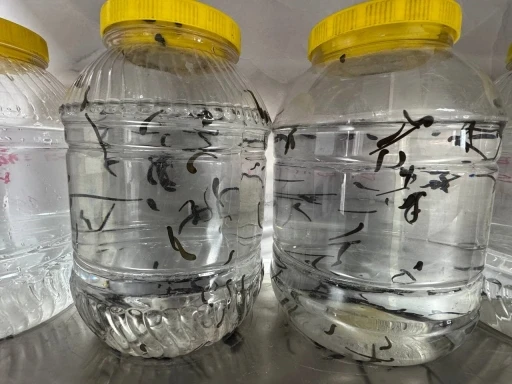 Eğirdir&rsquo;de yılda 20 bin tıbbi s&uuml;l&uuml;k kontroll&uuml; ortamda &uuml;retiliyor
