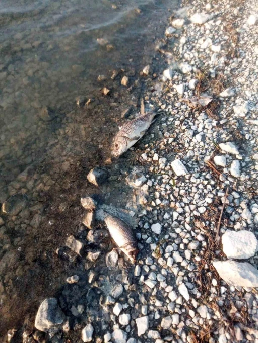 Eğirdir Gölü’nde yüzlerce sazan balığı ölü bulundu
