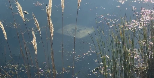 Ehliyetsiz sürücü araçla gölete düştü
