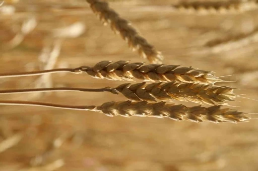 Ekmekçiler makarnacılara göre karlı bir hafta geçirdi
