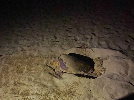 EKODOSD’tan Caretta Caretta uyarısı
