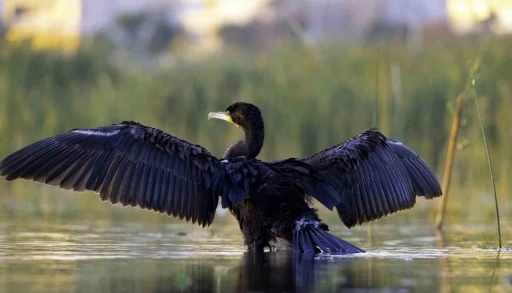 Ekşisu Sazlığı, 149 kuş türüne ev sahipliği yapıyor
