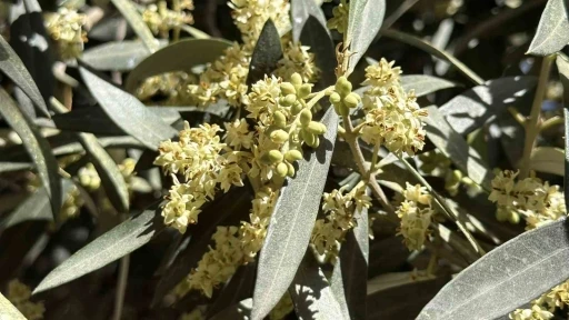 El Nino&rsquo;ya karşı uzmanından zeytin &uuml;reticilerine kritik uyarılar
