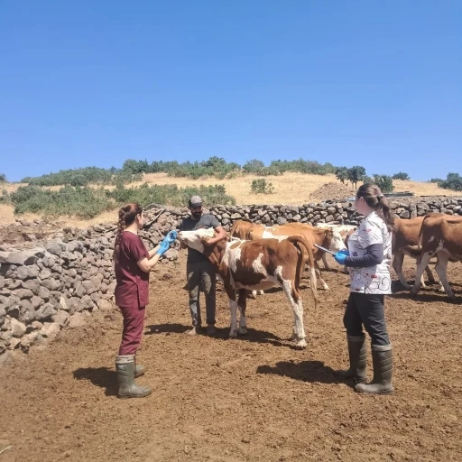 Elazığ büyükbaş hayvanlara yönelik  aşılama çalışması
