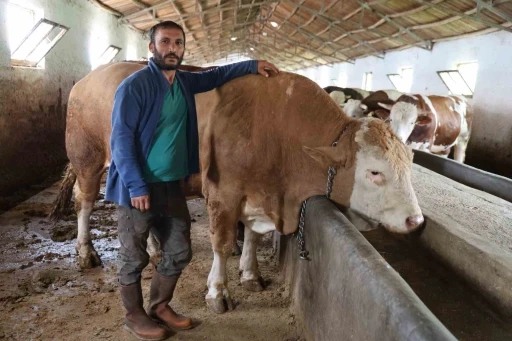 Elazığ&rsquo;da 1 ton 200 kiloluk isimsiz tosun, alıcısını bekliyor
