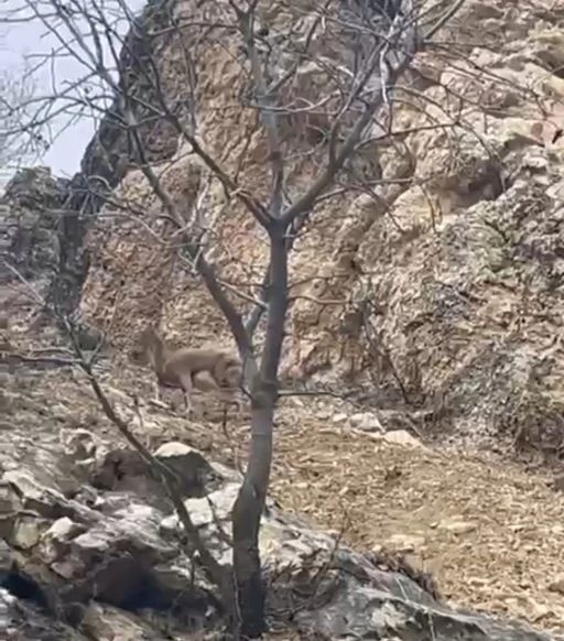 Elazığ&rsquo;da 3 ayaklı yaban ke&ccedil;isi azmiyle şaşırttı
