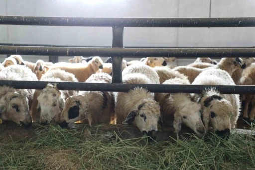 Elazığ&rsquo;da 6 k&ouml;y karantinaya alındı
