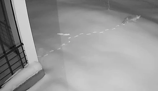 Elazığ&rsquo;da a&ccedil; kalan yaban hayvanları k&ouml;ye indi
