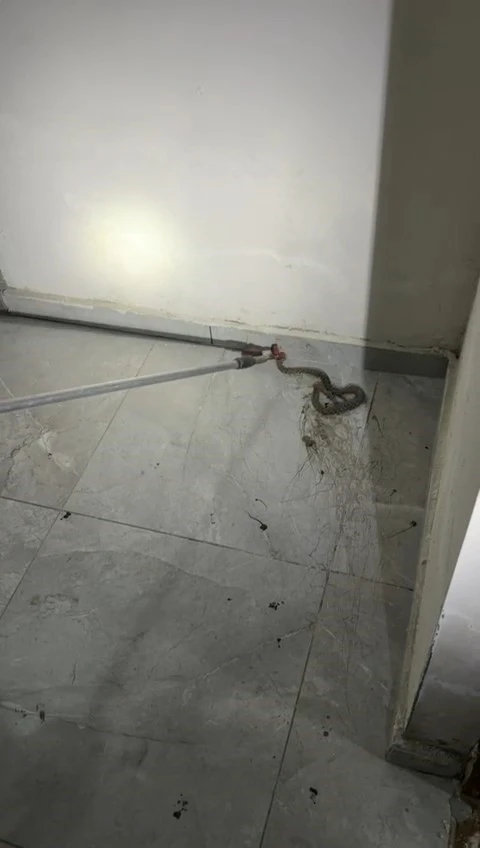 Elazığ’da apartmanda görülen yılan paniğe neden oldu
