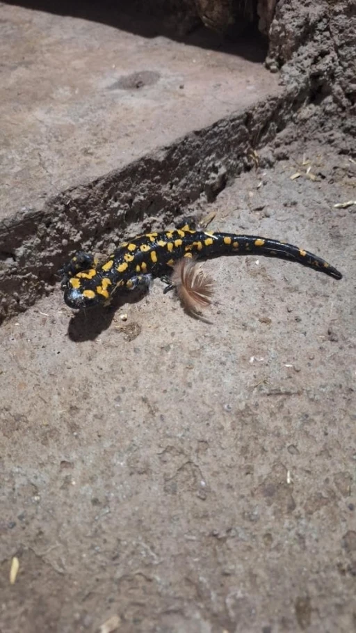 Elazığ’da benekli semender görüldü
