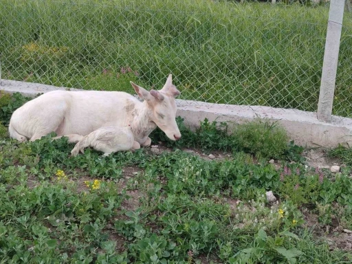 Elazığ&rsquo;da beyaz ala geyik bu kez koyun s&uuml;r&uuml;s&uuml;nde g&ouml;r&uuml;ld&uuml;

