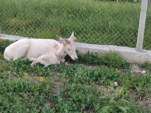 Elazığ&rsquo;da beyaz alageyik evin bah&ccedil;esine indi
