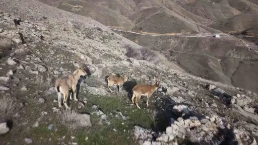 Elazığ&rsquo;da dağ ke&ccedil;ileri dron ile g&ouml;r&uuml;nt&uuml;lendi
