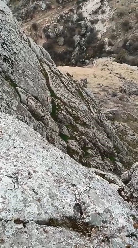 Elazığ’da dağ keçileri sürü halinde görüldü
