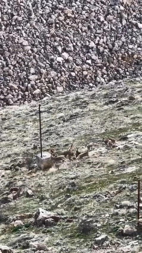 Elazığ&rsquo;da dağ ke&ccedil;ileri s&uuml;r&uuml; halinde g&ouml;r&uuml;ld&uuml;
