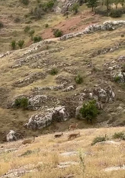 Elazığ’da dağ keçileri sürü halinde görüntülendi

