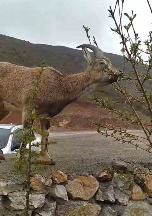 Elazığ’da dağ keçisi evin duvarına tırmandı
