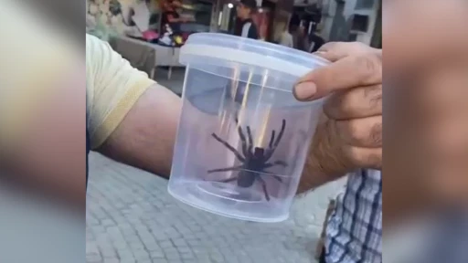 Devasa Etçil Örümcek Şaşkınlık Yarattı