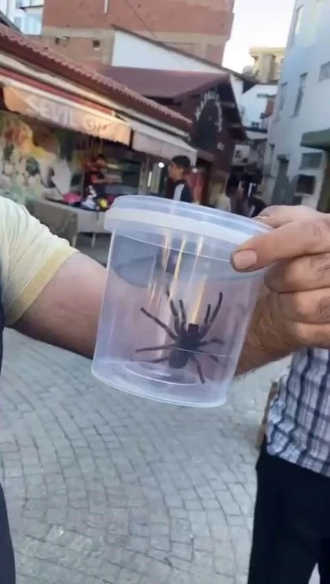 Elazığ’da dev etçil örümcek paniği
