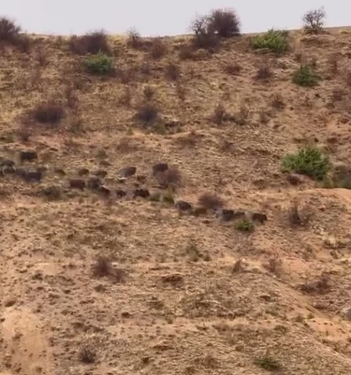 Elazığ’da domuz sürüsü görüntülendi
