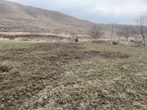 Elazığ&rsquo;da domuzlar ekili 10 d&ouml;n&uuml;m araziyi talan etti
