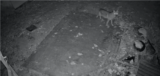 Elazığ’da evin etrafında yiyecek arayan çakal kamerada
