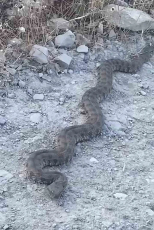 Elazığ’da görüntülenen yılan tedirgin etti
