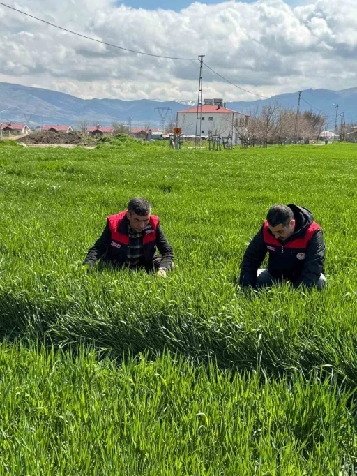 Elazığ&rsquo;da hububat &uuml;reticilerine k&ouml;k ve k&ouml;k boğazı hastalık uyarısı
