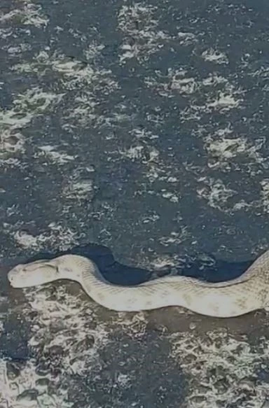 Elazığ’da karayoluna inen dev engerek korkuttu
